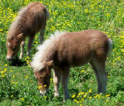 2brownfoals.jpg
