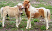 2foals2012.jpg