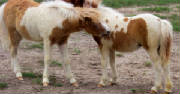 2pintofoals.jpg
