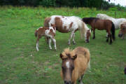 horses093.jpg