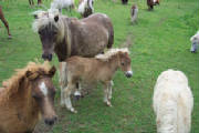 horses094.jpg