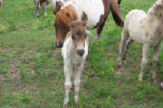 horses095.jpg
