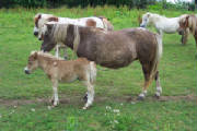 horses097.jpg