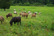 horses901.jpg