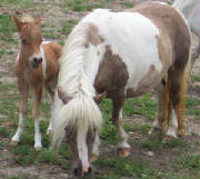 trixiebondandfoal.jpg