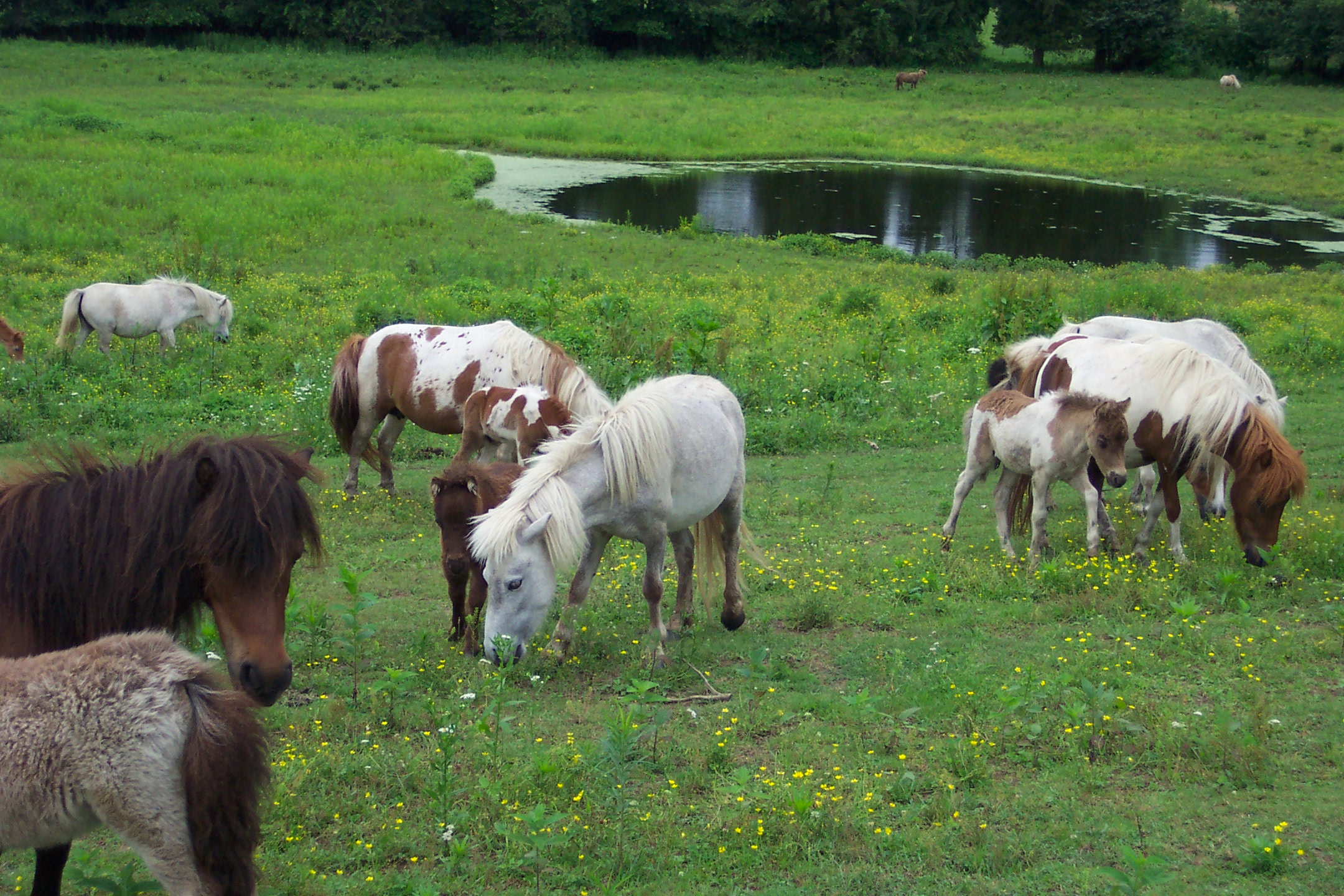 horses092.jpg