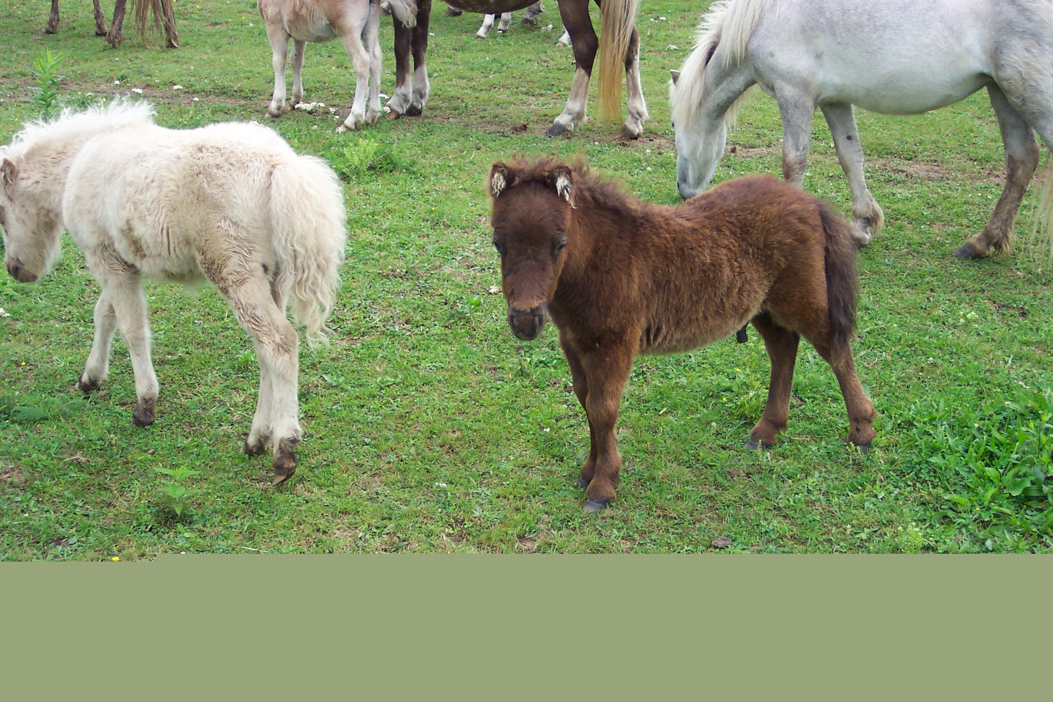 horses096.jpg