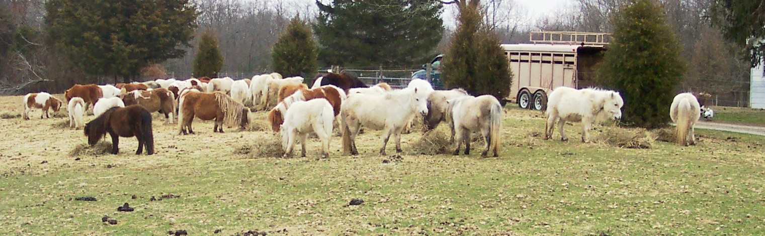 mares1.jpg