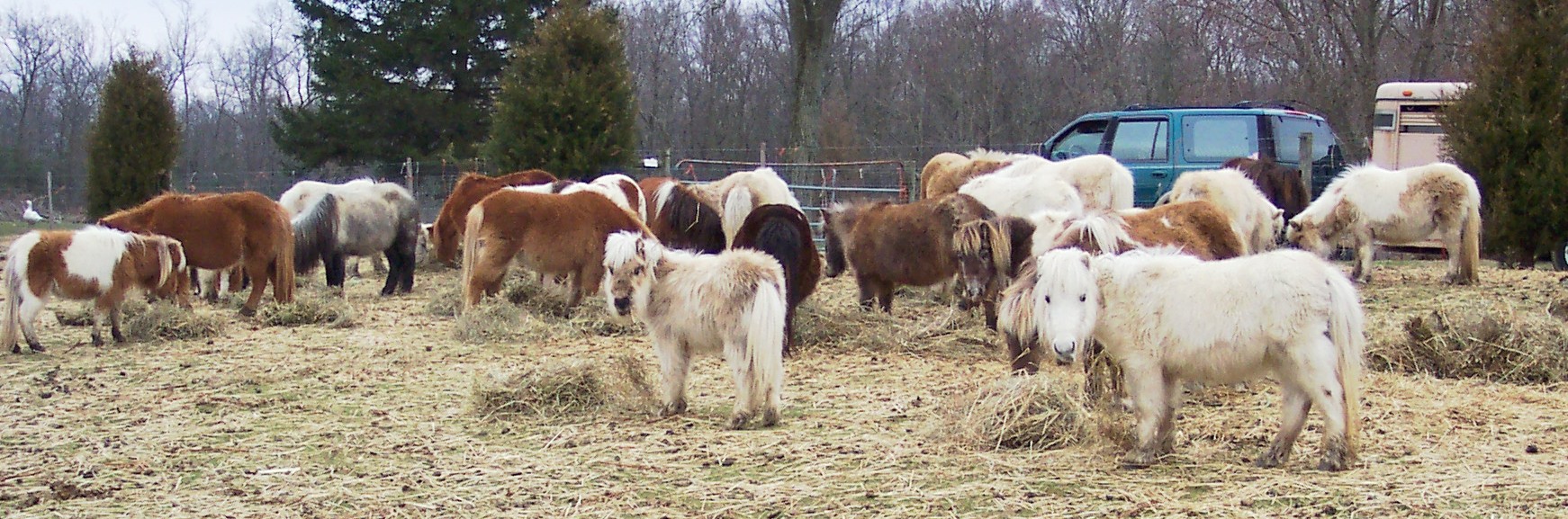 mares2.jpg