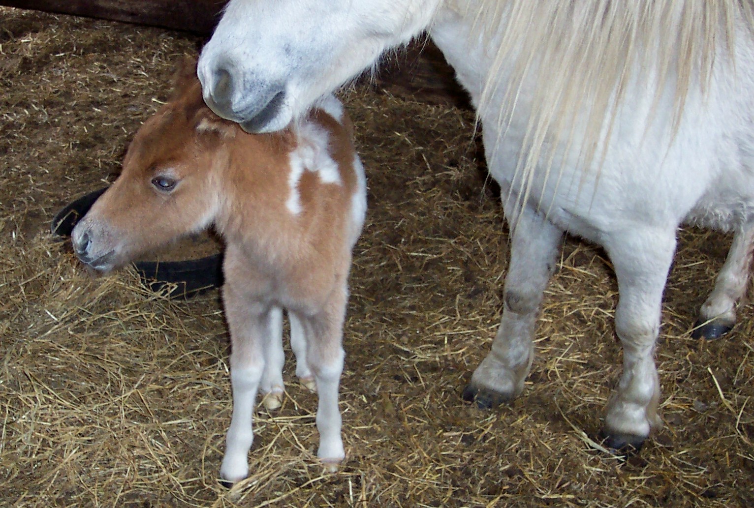 motherfoal2014.jpg